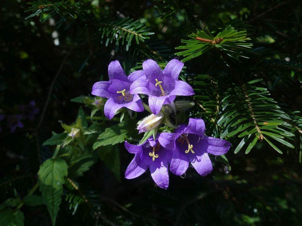 Glockenblumen