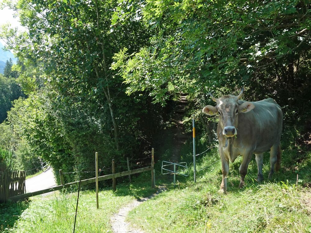 Kuh wacht über Wanderweg