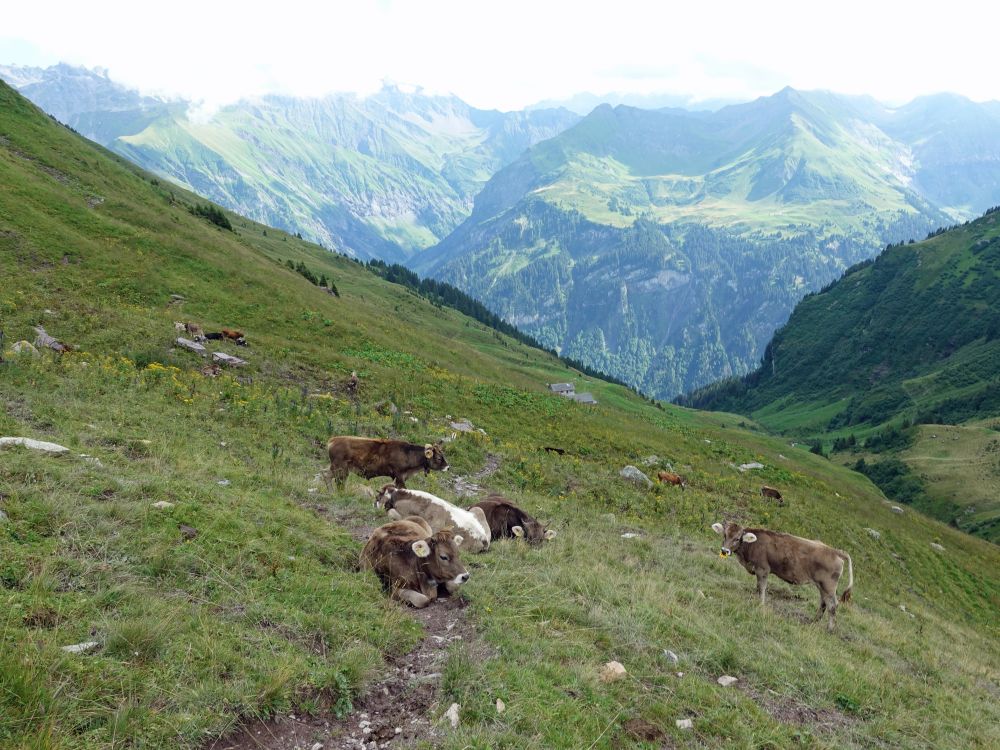 Kühe blockieren Wanderweg