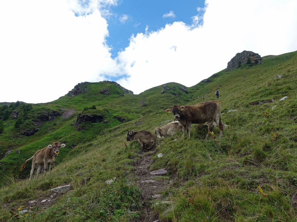 Kühe blockieren Wanderweg