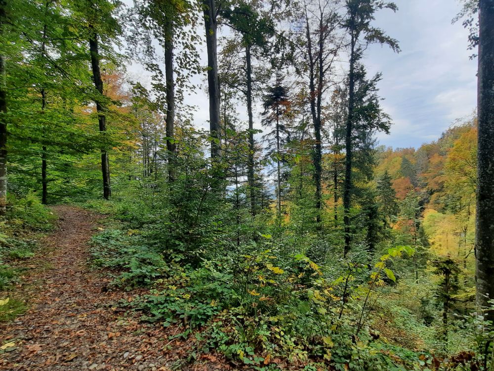 Waldweg