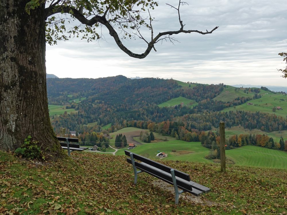 Sitzbänke bei Gubel