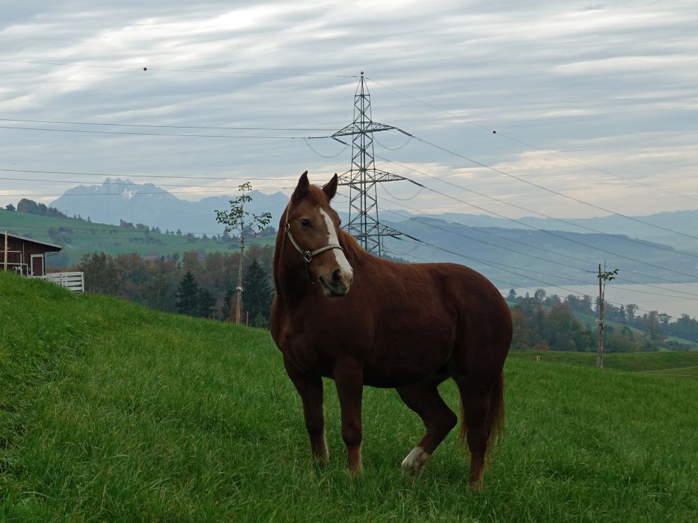 Pferd mit Pilatus