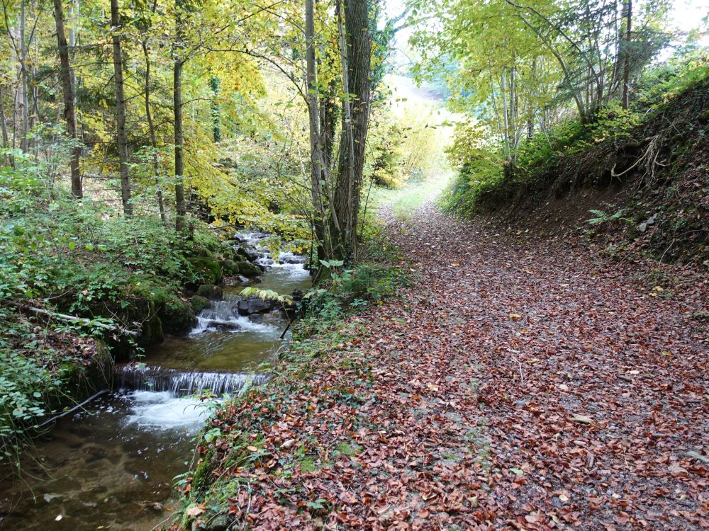 Pfad am Höllbach