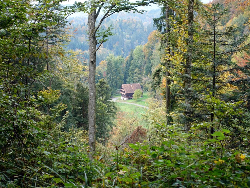 Blick durch eine Baumlücke