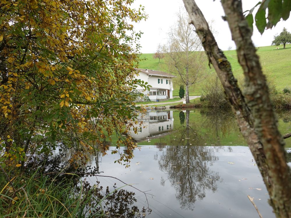 Teich an der Burgweid