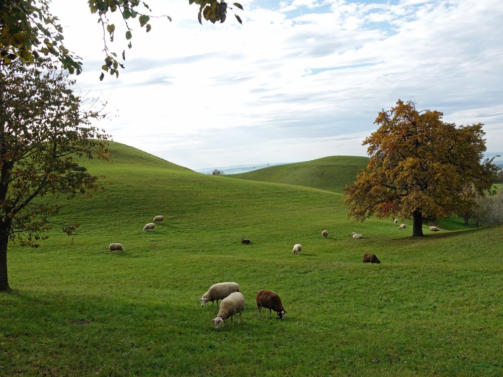 Schafe in Moränenlandschaft