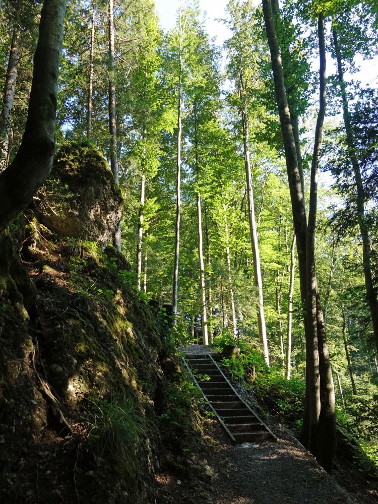 Treppe im Wald