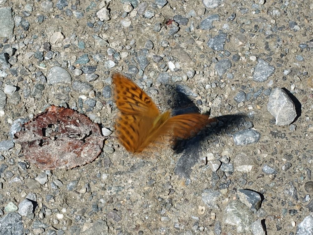 Schmetterling im Abflug