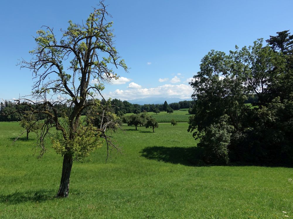 Blick Richtung Säntis