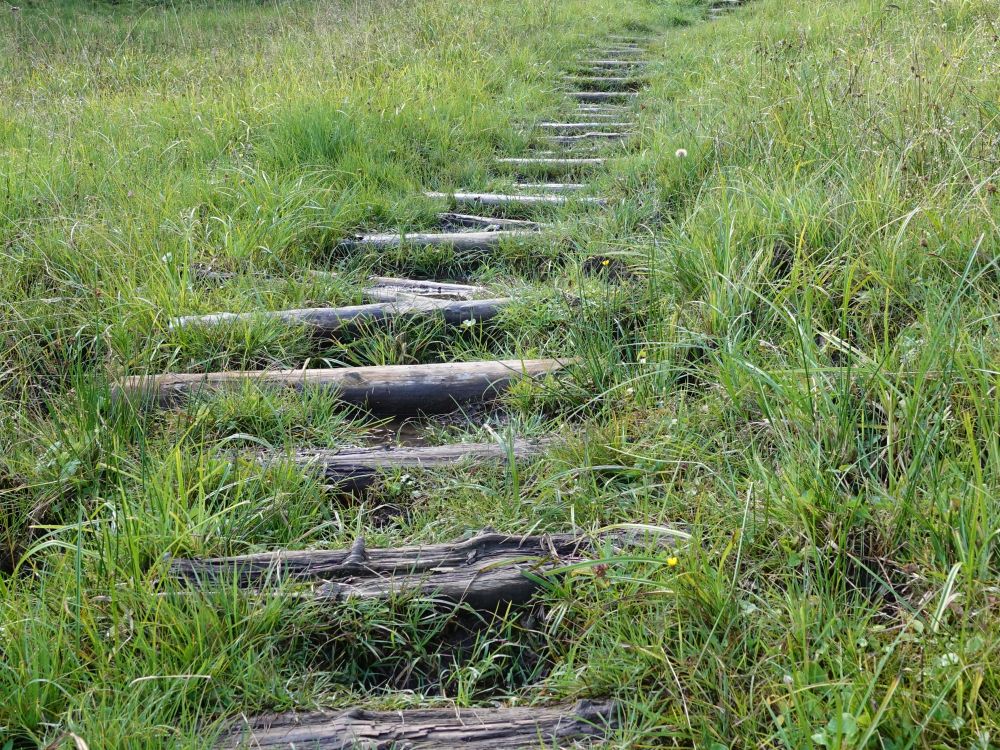 Treppe im nassen Grashang