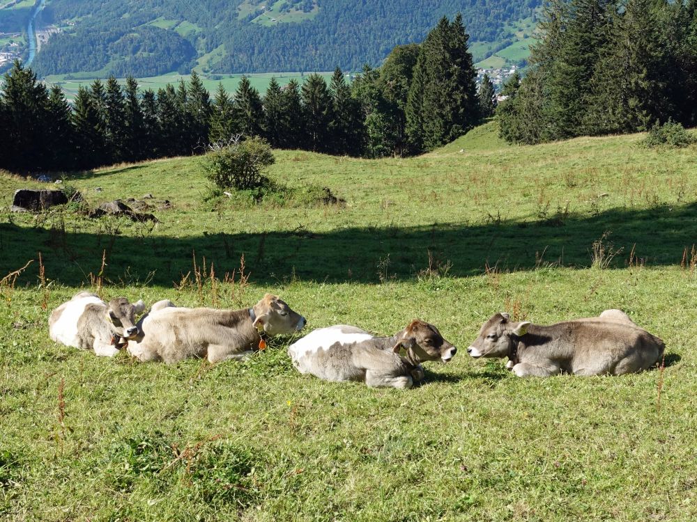 Kälber