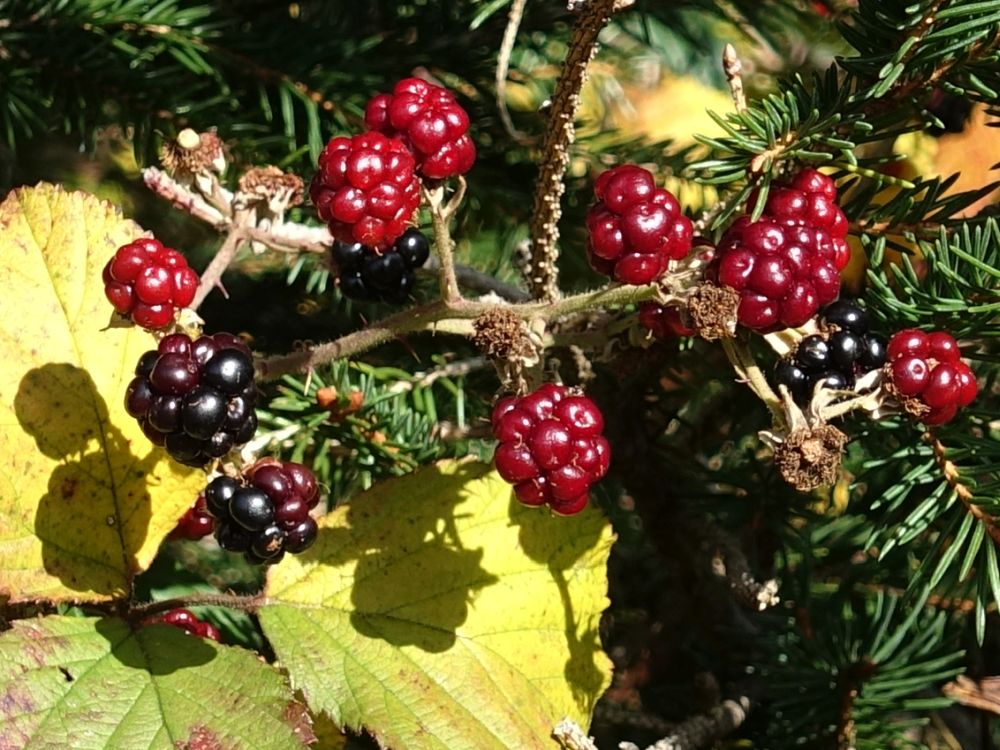 Brombeeren