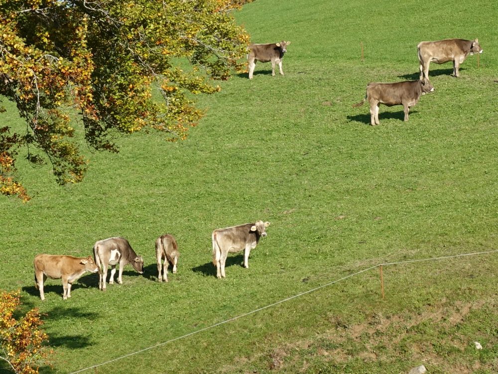 Kühe am Hohberg