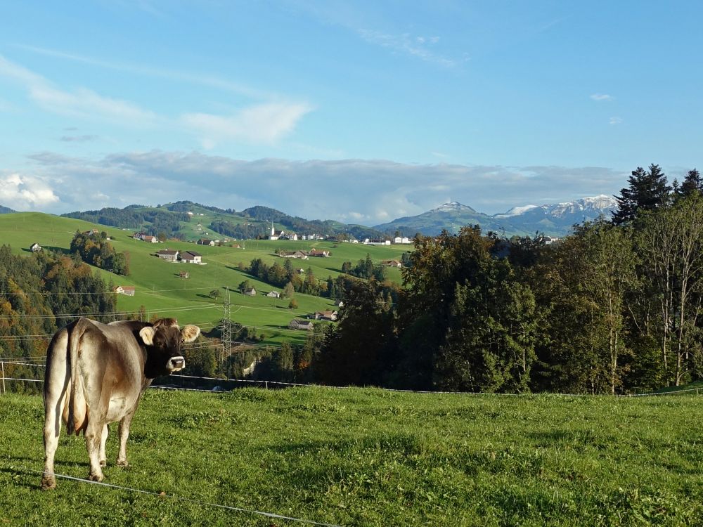 Kuh und Fähnerenspitz