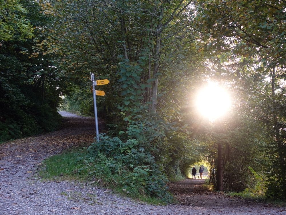 Uferweg im Gegenlicht