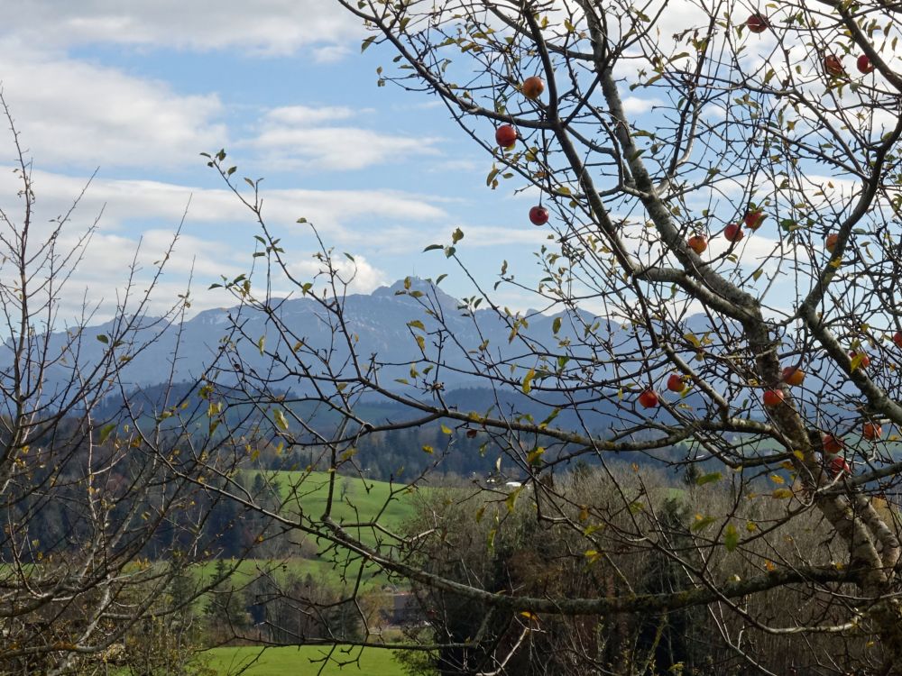 Säntis hinterm Apfelbaum