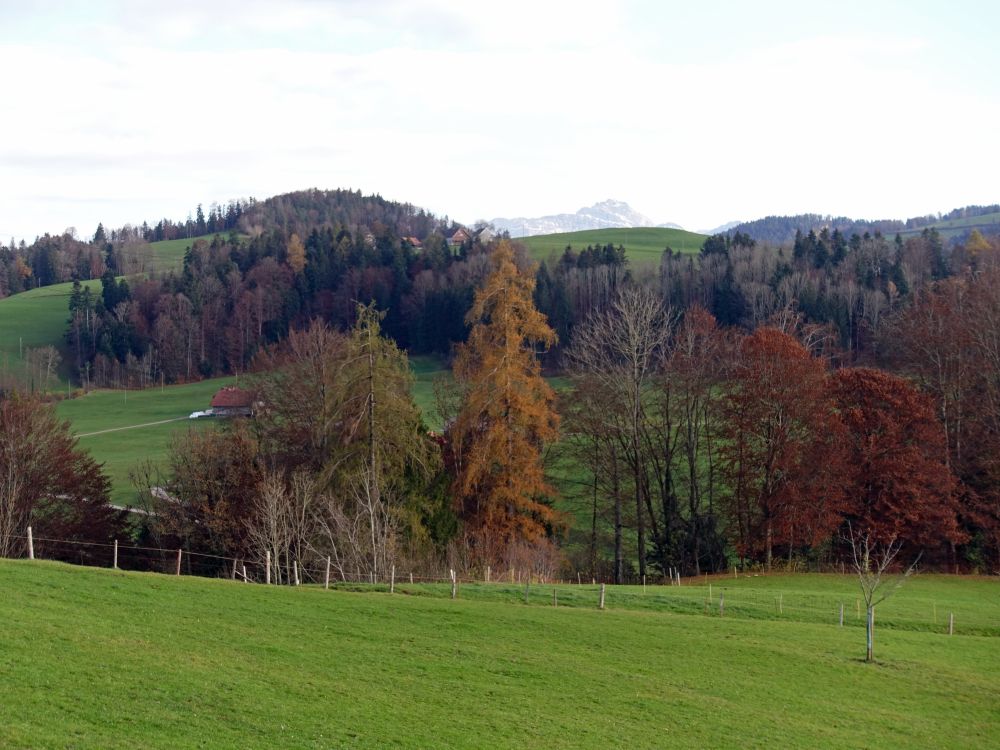 Lärche und Säntis