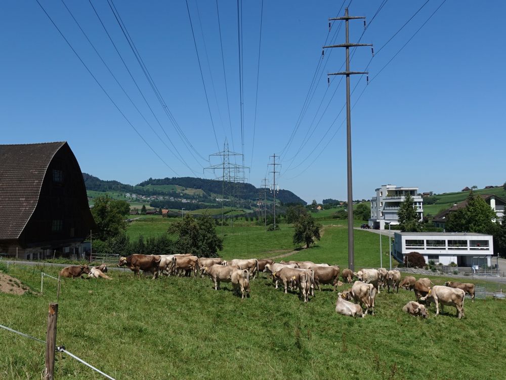 Kühe unter Strom