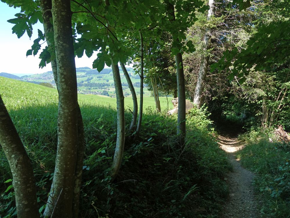 Wanderweg am Waldrand