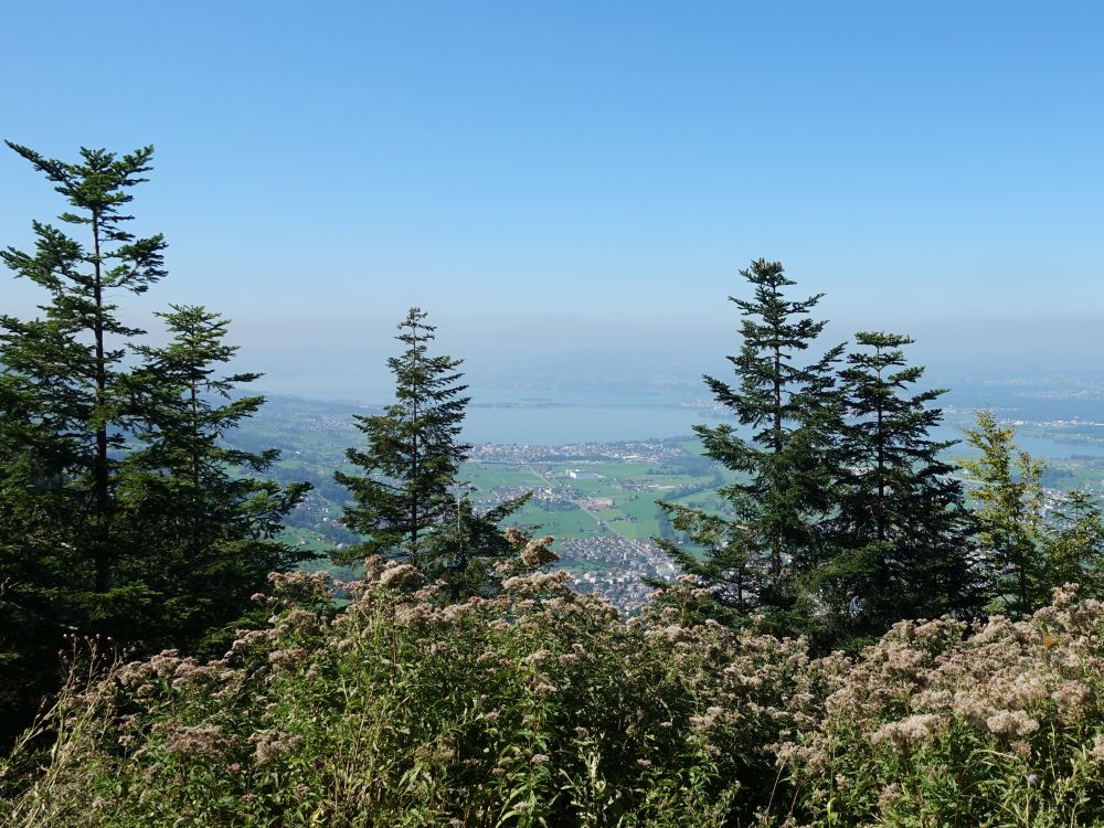 Blick zum Zürichsee