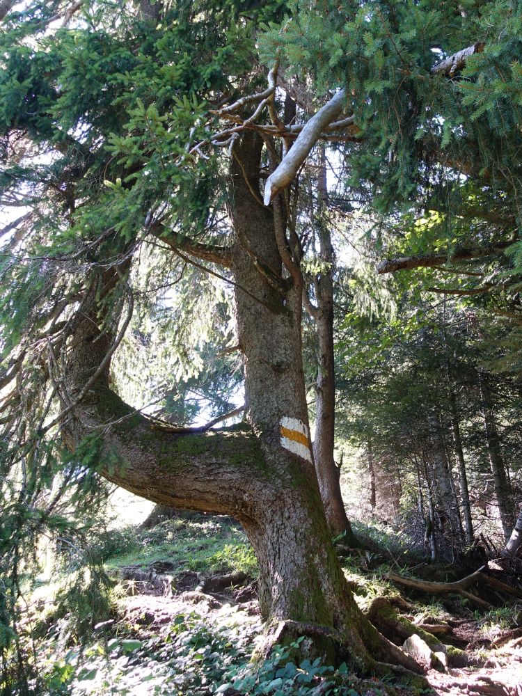 Baum mit Markierung