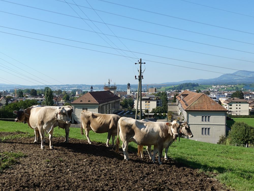 Kühe mit Kraftwerk Wägital