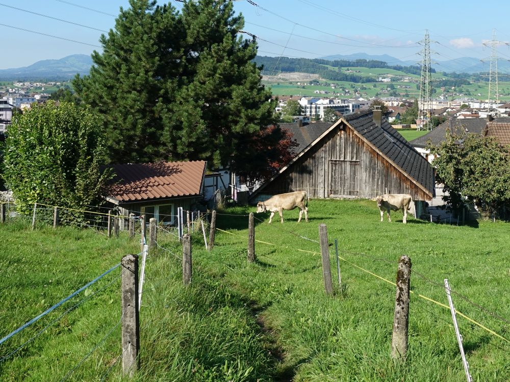 Pfad bei Siebnen