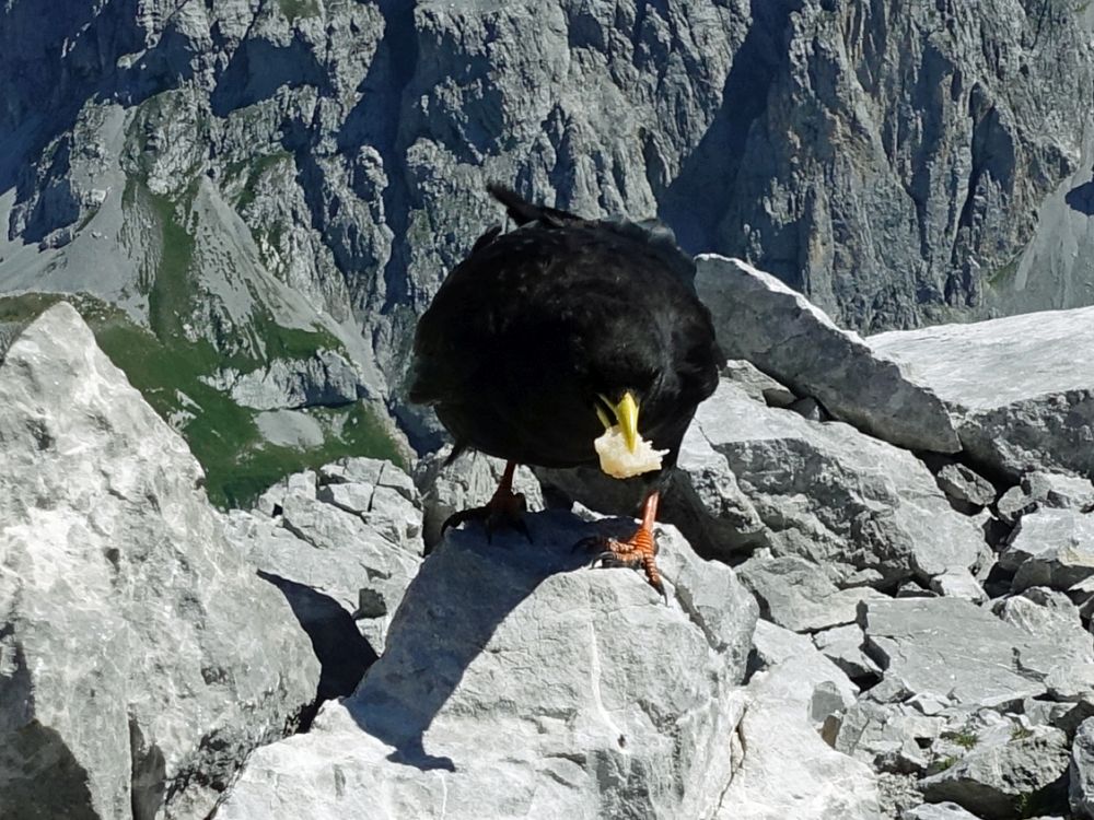 Dohle mit Verpflegung