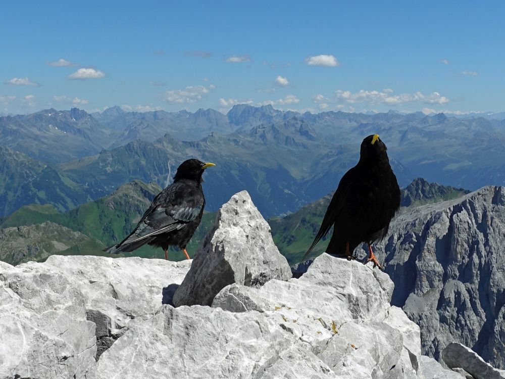 Dohlen am Gipfel