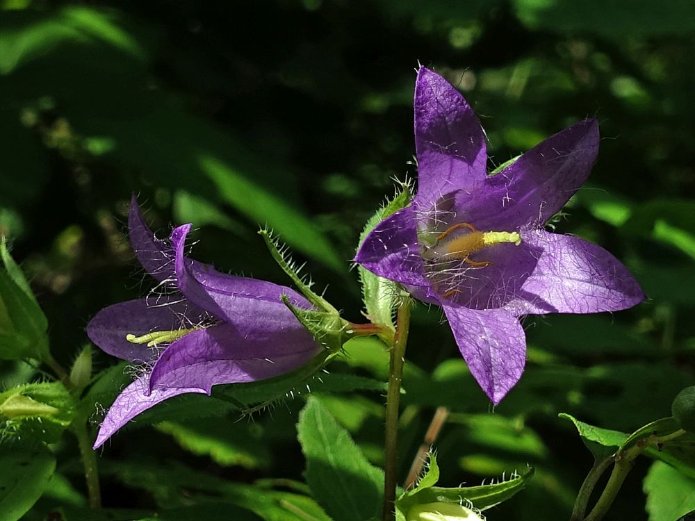 Glockenblumen