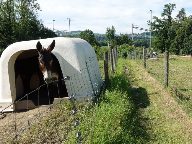 Esel am Wanderweg