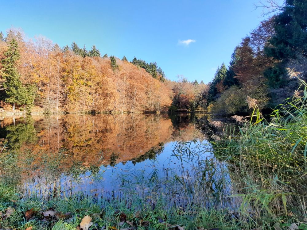 Herbstfarben am Fabrikweier