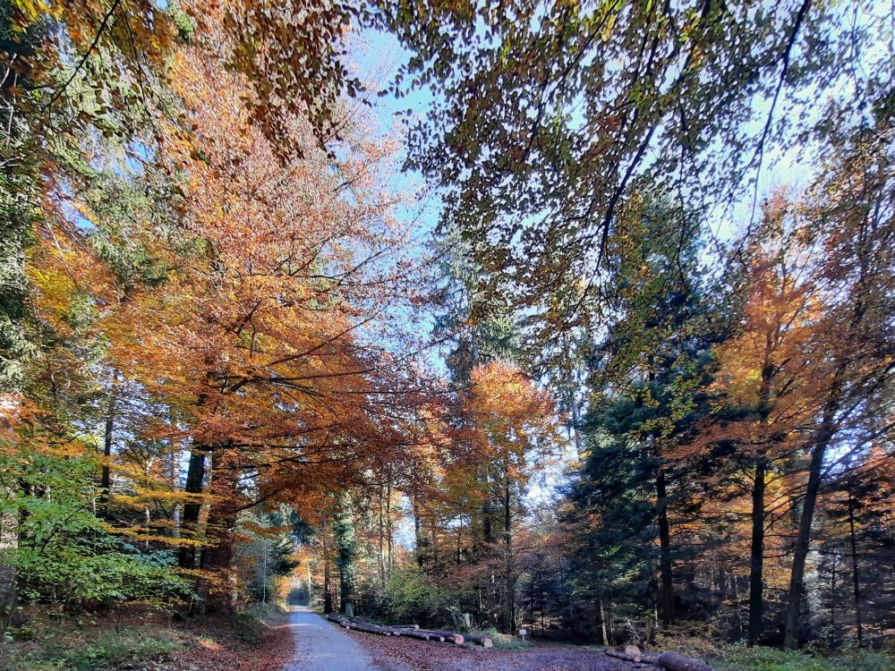 Herbstwald