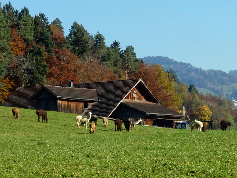 Lamas bei Bürglen