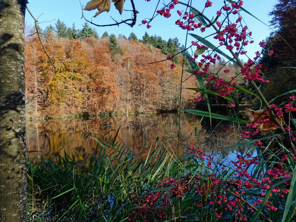 Herbstfarben am Fabrikweier