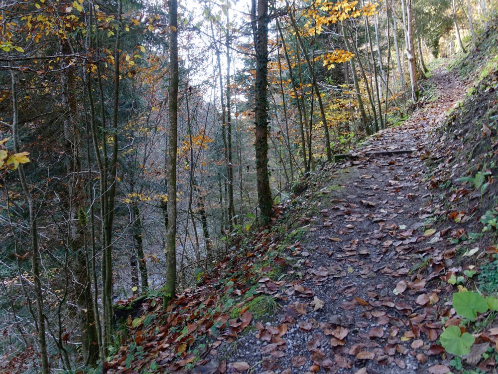 Pfad im Hebeltobel