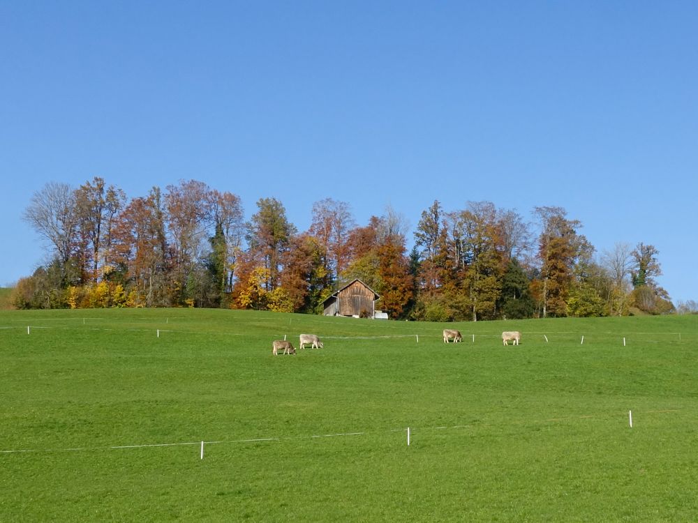 Herbstwald über St, Gallenkappel