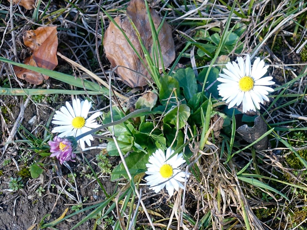 Gänseblümchen