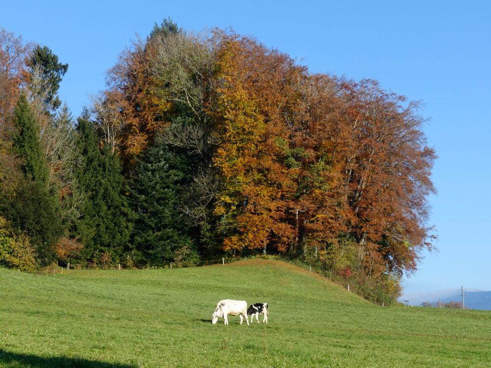 Herbstwald und Kühe