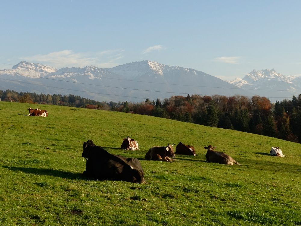 Kuhherde unter Speer, Federispitz und Mürtschenstock