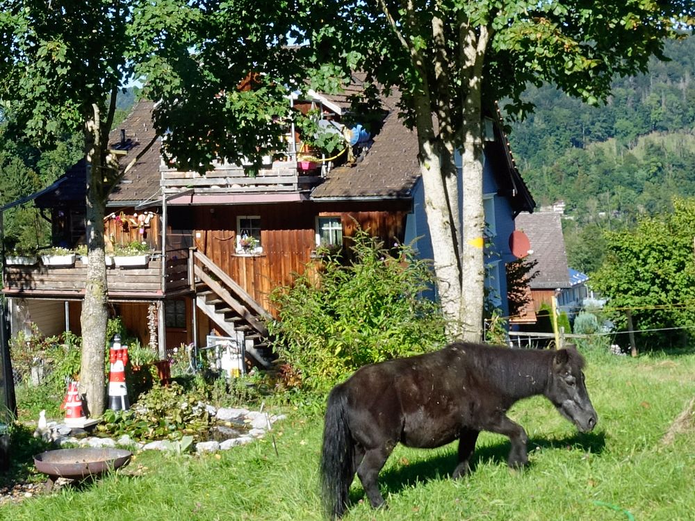 Pony
