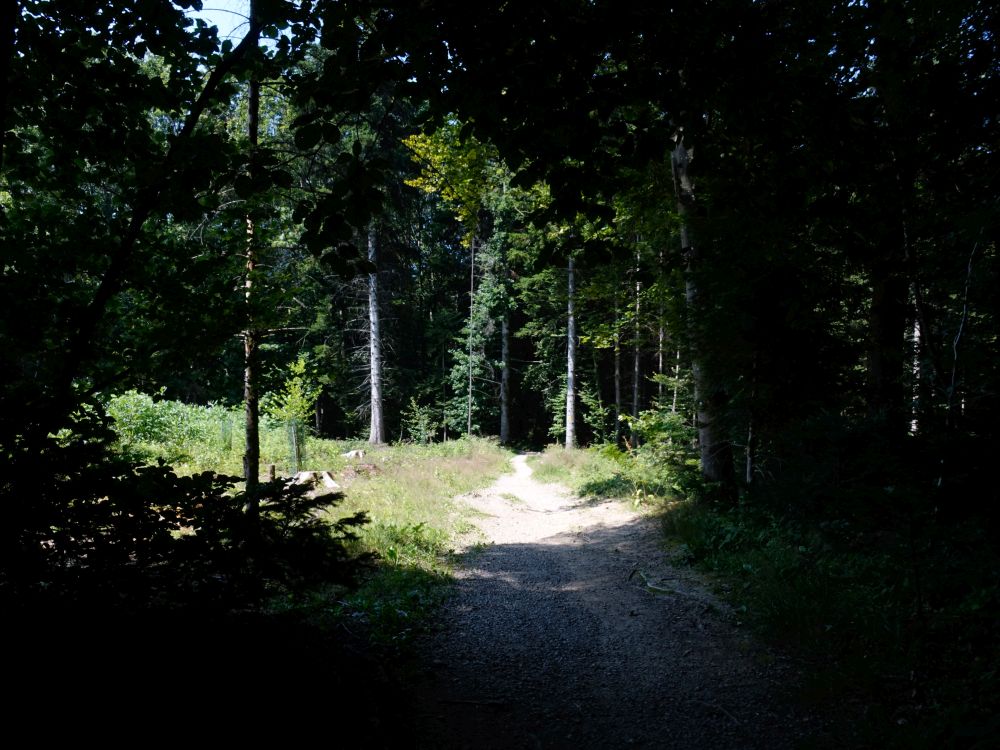 Waldweg