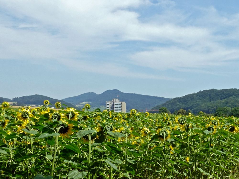 Hochhaus zwischen Lägeren und Sonnenblumen