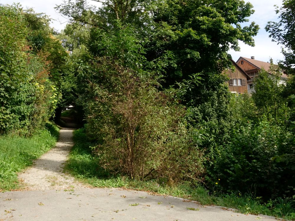 Wanderweg bei Dättlikon