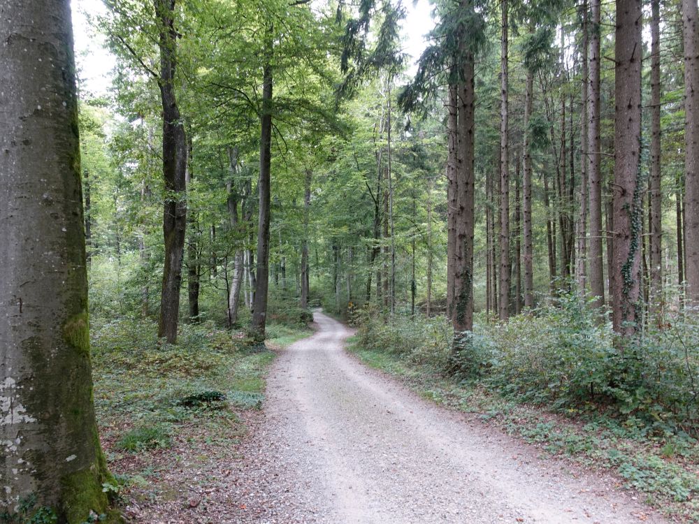 Waldweg