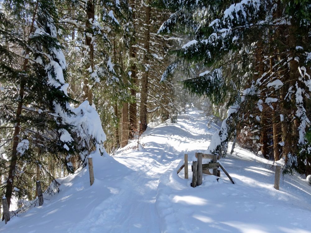 Skispur durch den Wald