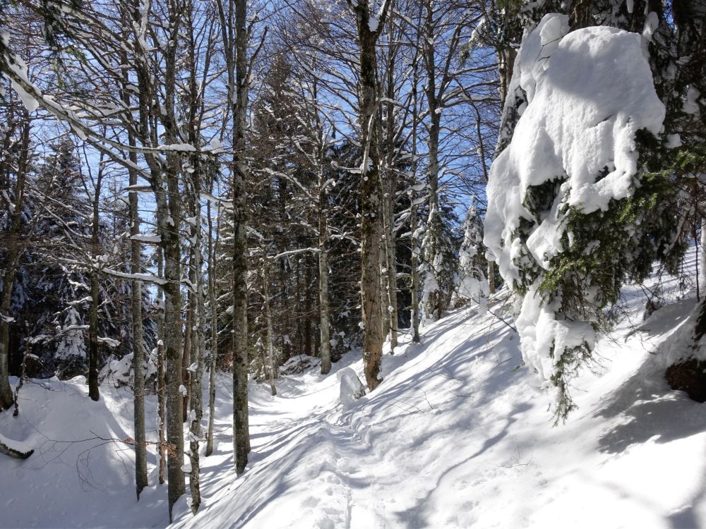 Skispur durch den Wald