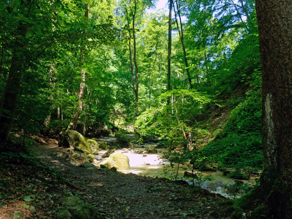 Erlenbacher Tobel