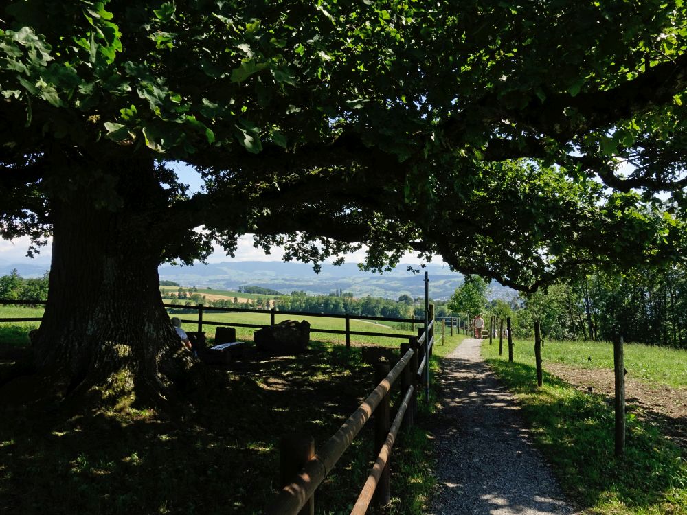 Baumschatten am Blüemlisalpweg